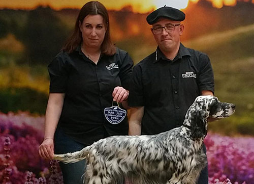 dressage chien d'arrêt vendée