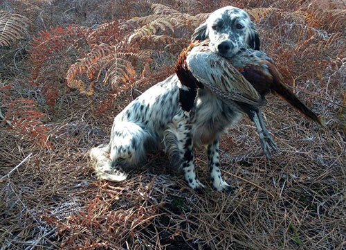  vente de chiot setter anglais vendée