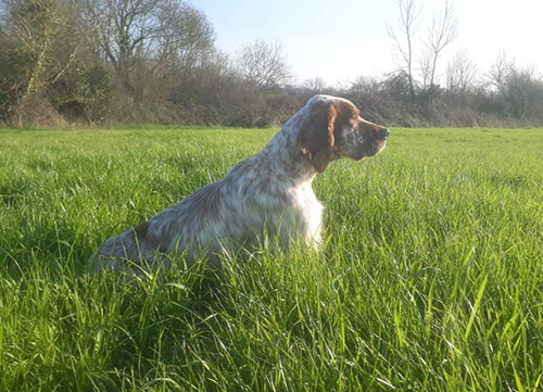 dressage chien d'arrêt challans